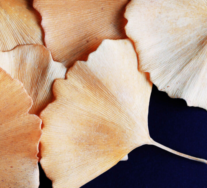 Dry ginkgo biloba leaves